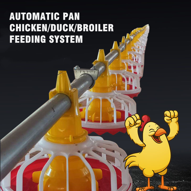 Poultry farm feeding system (1)