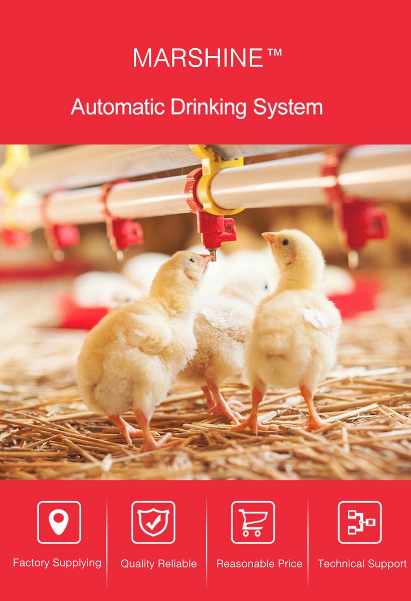 Poultry watering system (1)