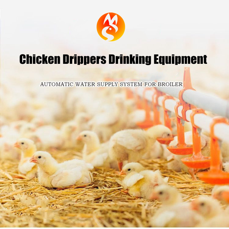 automatic chicken watering system (1)